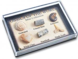 Mini Fossil Box by Various