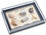 Mini Fossil Box