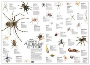 Australian Spiders Poster by Various