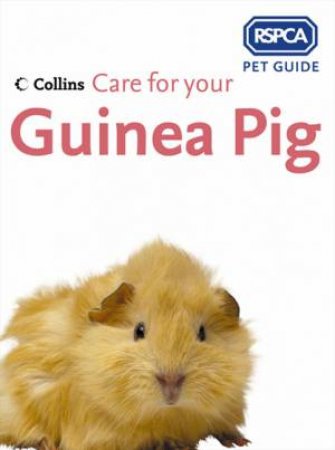 Rspca Care For Your Guinea Pig by Rspca