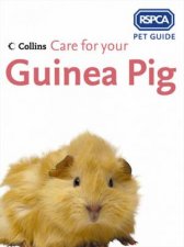 Rspca Care For Your Guinea Pig