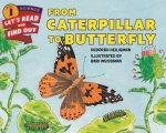 From Caterpillar To Butterfly