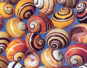 Shells - Puzzle by Various