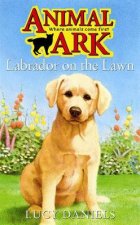 Labrador On The Lawn