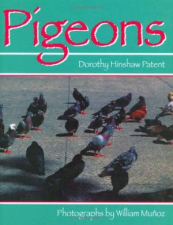 Pigeons by MUNOZ WILLIAM