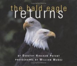 Bald Eagle Returns by MUNOZ WILLIAM