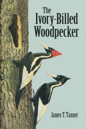 Ivory-Billed Woodpecker by JAMES T. TANNER