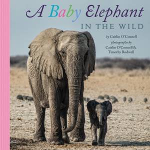 Baby Elephant in the Wild by O'CONNELL / RODWELL