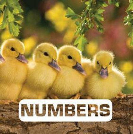 Numbers: Picture This by JUDITH NOUVION