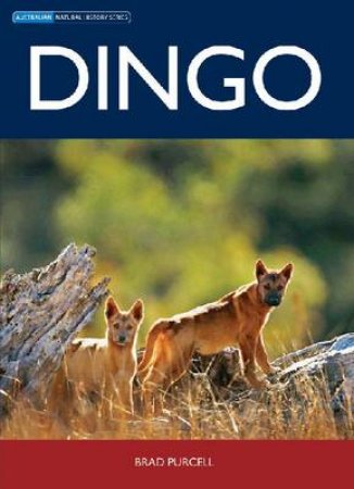 Dingo by Brad Purcell