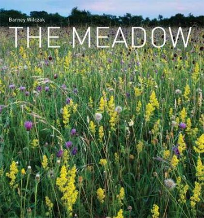 The Meadow by Barney Wilczak