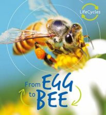 Egg to Bee Lifecycles