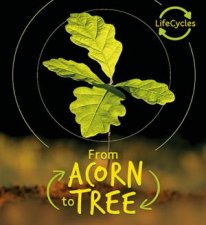 Acorn to Tree Lifecycles