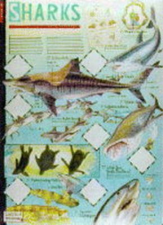 Ladybird Discovery Poster: Sharks by Various