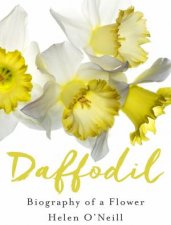 Daffodil Biography Of A Flower