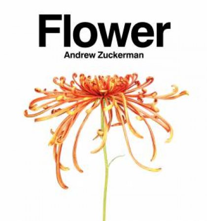 Flower by Andew Zuckerman