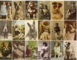 Postcard Dogs