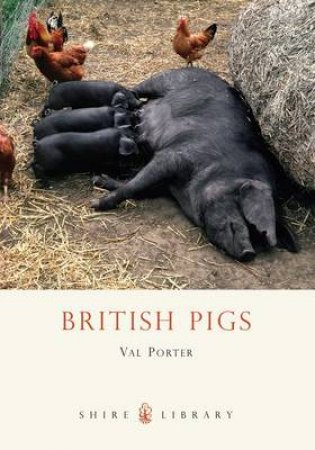 British Pigs by Val Porter