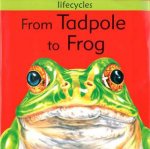 Lifecycles From Tadpole To Frog