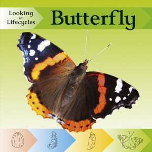 Looking at Lifecycles: Butterfly by Victoria Huseby