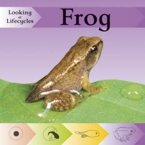 Looking at Lifecycles:Frog by Victoria Huseby