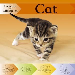 Looking at Lifecycles:Cat by Victoria Huseby