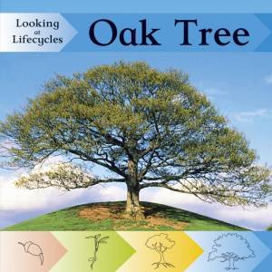 Looking at Lifecycles: Oak Tree by Victoria Huseby