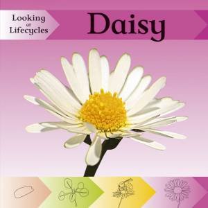 Looking at Lifecycles: Daisy by Victoria Huseby