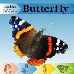 Looking at Lifecycles: Butterfly by Victoria Huseby