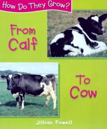 How Do They Grow?: From Calf To Cow by Jillian Powell