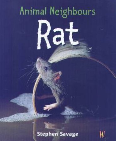 Animal Neighbours: Rat by Stephen Savage