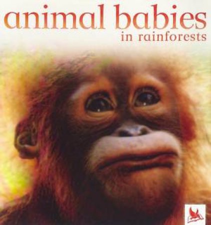 Animal Babies In Rainforests by Various