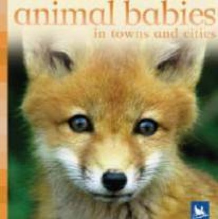 Animal Babies In Towns And Cities by Vicky Weber