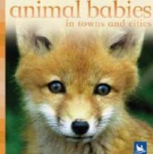 Animal Babies In Towns And Cities