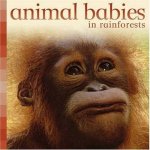 Animal Babies In Rainforests