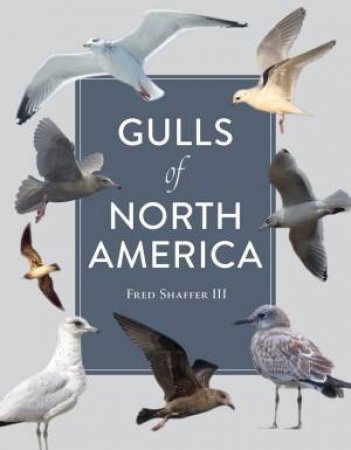 Gulls of North America by Fred Shaffer 