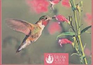 Hummingbirds Boxed Notecards by Unknown