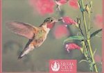 Hummingbirds Boxed Notecards