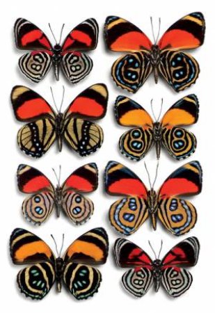 Callicore, Brushfoot Butterflies Magnet by Various