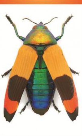 Jewel Beetle Small Notepad by Christopher Marley