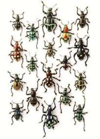 Walking Weevils Medium Notepad by Christopher Marley