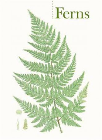 Ferns Boxed Notecards (0540) by Sowerby & Moore