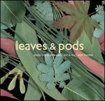 Leaves  Pods
