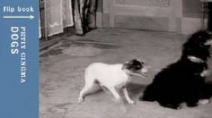 Petit Cinema: Dogs by Museum Of Modern Art