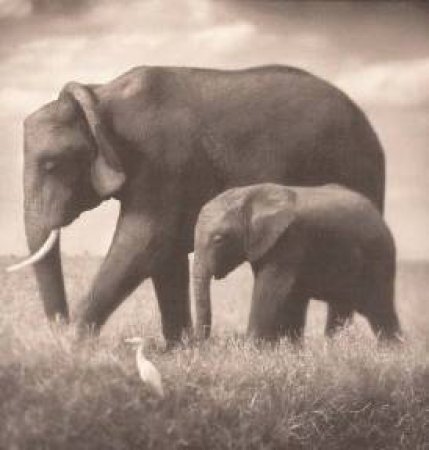 On This Earth by Nick Brandt