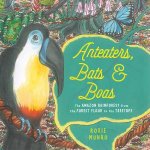 Anteaters Bats  Boas