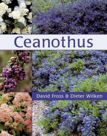 Ceanothus by NICHOLS