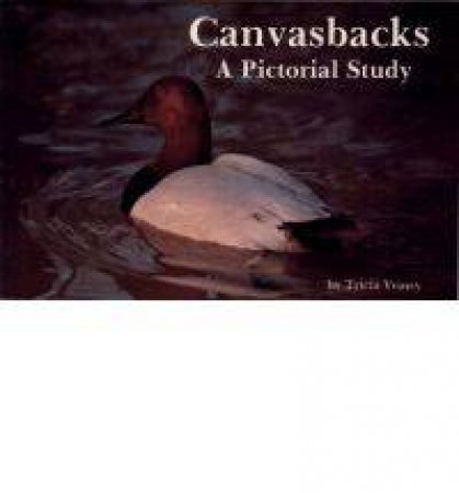 Canvasbacks: A Pictorial Study by VEASEY TRICIA