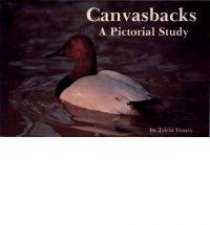 Canvasbacks A Pictorial Study