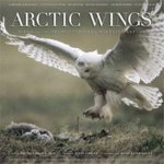 Arctic Wings BkCd